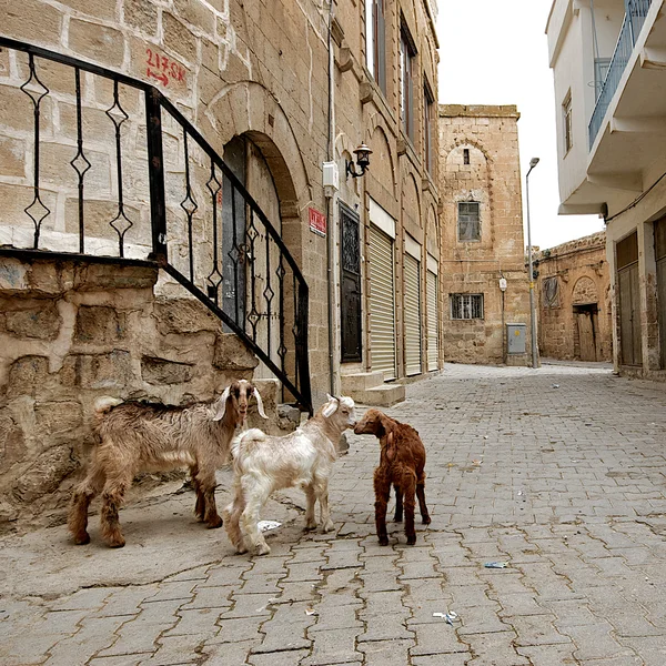 Edificios de piedra del casco antiguo de Mardin en Turquía . — Foto de Stock