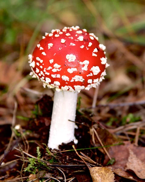 Flugsvamp giftig svamp i skogen — Stockfoto