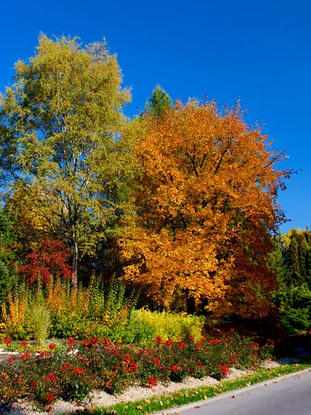 Żółte i czerwone liście na drzewach jesienią, październik — Zdjęcie stockowe