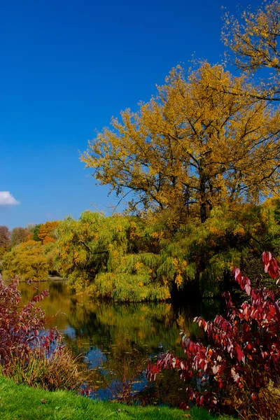 Sárga és piros levelek a fák ősszel, október — Stock Fotó
