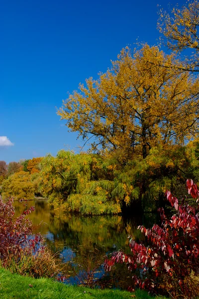 Yellow and red leafs on trees in autumn, october — Stock Photo, Image