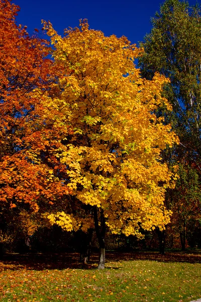 Gele bladeren op boom in de herfst, oktober — Stockfoto