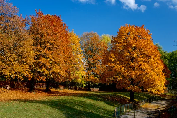 Gele en rode blaadjes aan de bomen in de herfst, oktober — Stockfoto