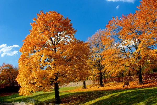 Gele en rode blaadjes aan de bomen in de herfst, oktober — Stockfoto