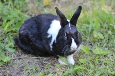 Çimenlikteki tavşan