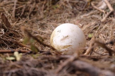 Kuru markalar ve planlarla yapılmış bir yuvadaki VULTURE EGG