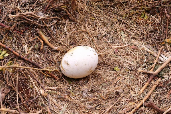 Huevo Una Vultura Nido Construido Con Branques Semillas Plantas — Foto de Stock