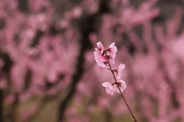 Small Branch Peach Blossoms Spring — Stock Photo, Image