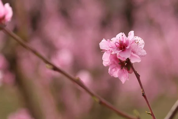 Şeftali Ağaçlı Bir Tarlada Ilkbaharda Açan Şeftali Çiçeği — Stok fotoğraf