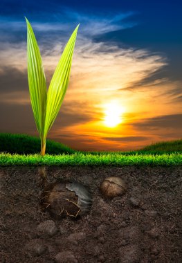 Coconut and Soil with Grass in Sunset Background clipart