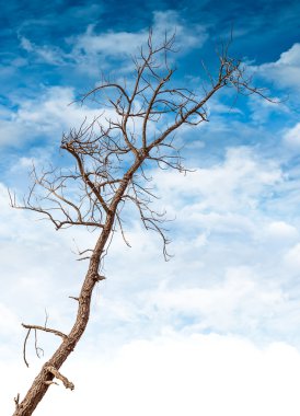 Kuru ve ölü ağaç