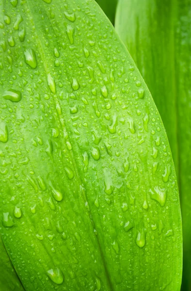 Beautiful Green Leaf With Drop — Stock Photo, Image