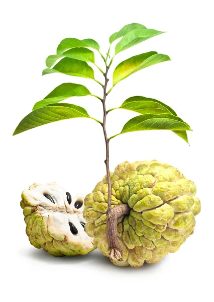 Custard Apple Isoler fond blanc — Photo