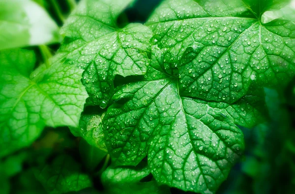 드롭 녹색 조롱 박 잎 — 스톡 사진