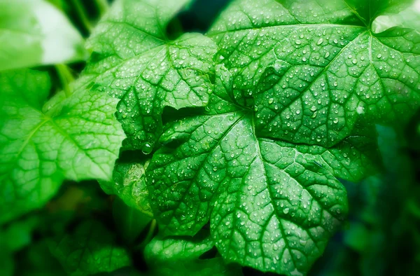 Folha de cabaça verde com gota — Fotografia de Stock