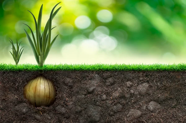 Cebola e grama em fundo verde — Fotografia de Stock