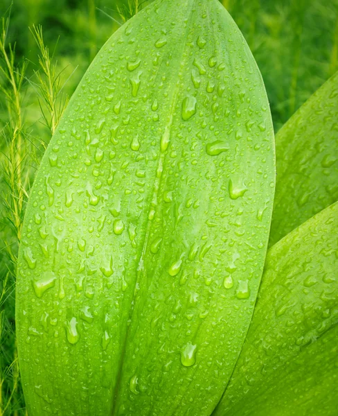 Green Leaf and Drop — Stock Photo, Image