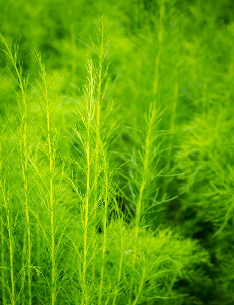 Green Nature Background — Stock Photo, Image