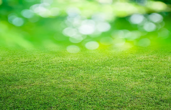 잔디와 녹색 배경 — 스톡 사진