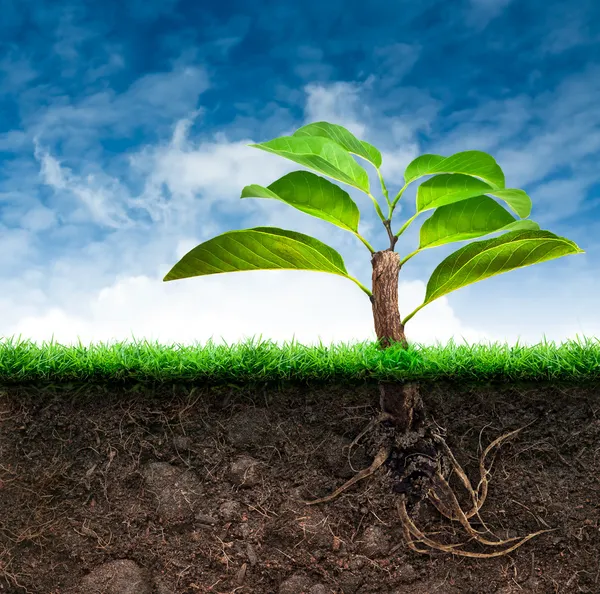 Ursprung Baum und Erde mit Gras in blauem Himmel — Stockfoto