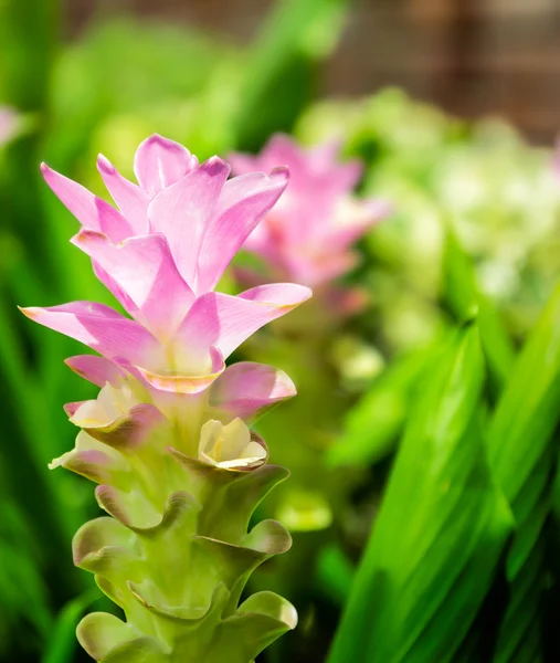 Vacker rosa blomma — Stockfoto