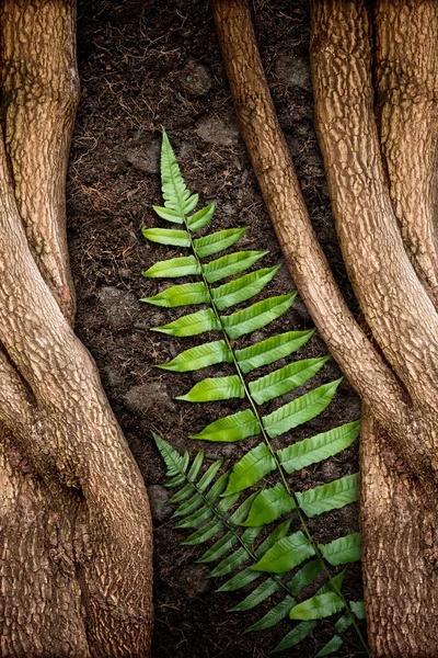 緑のシダと土壌を持つツリー — ストック写真