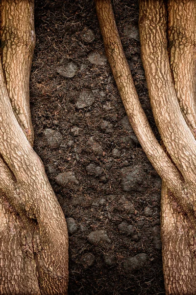 Tree and Soil Texture — Stock Photo, Image