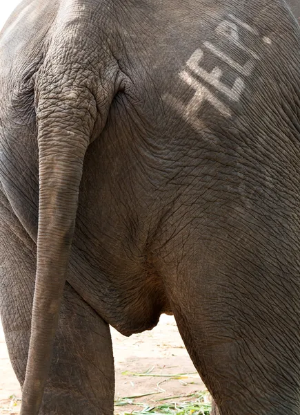 Yardım metni, üzerinde fil arka — Stok fotoğraf