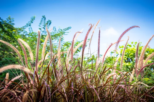 Kvetoucí trávy, fialové — Stock fotografie