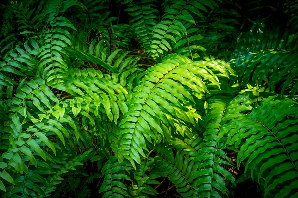 森林中的绿蕨类 — 图库照片