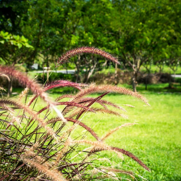 Floração flores de grama — Fotografia de Stock