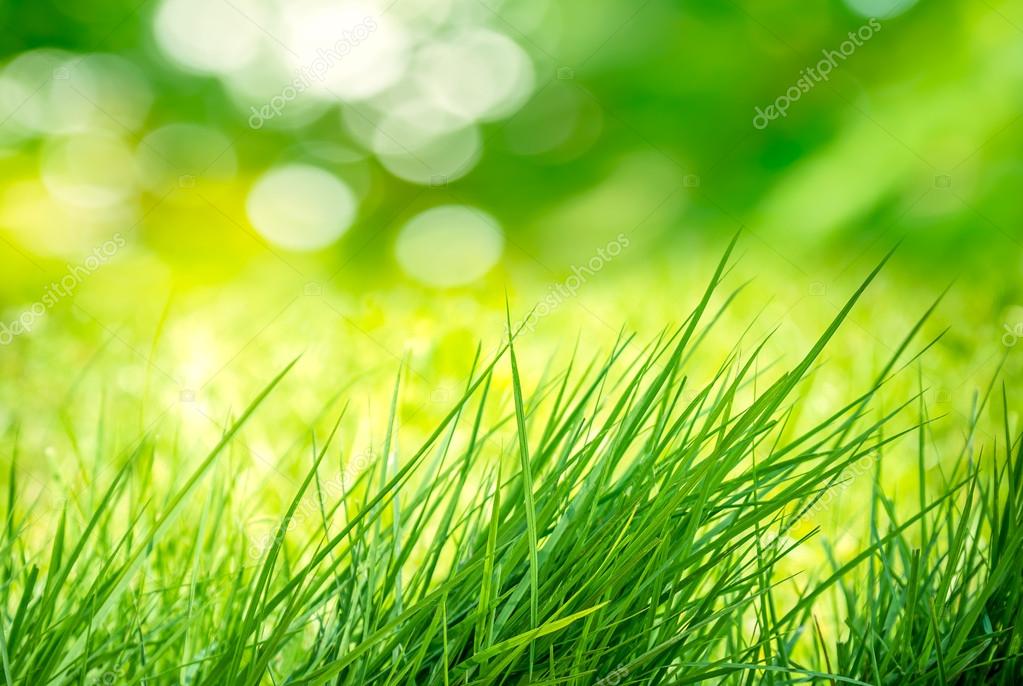 Clump Of Grass Stock Photo Image By C Fotoslaz 35179483