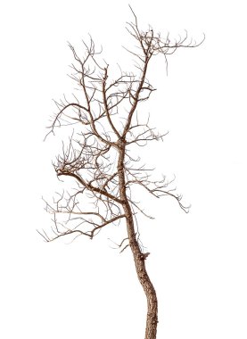 Ölü ağaç izole