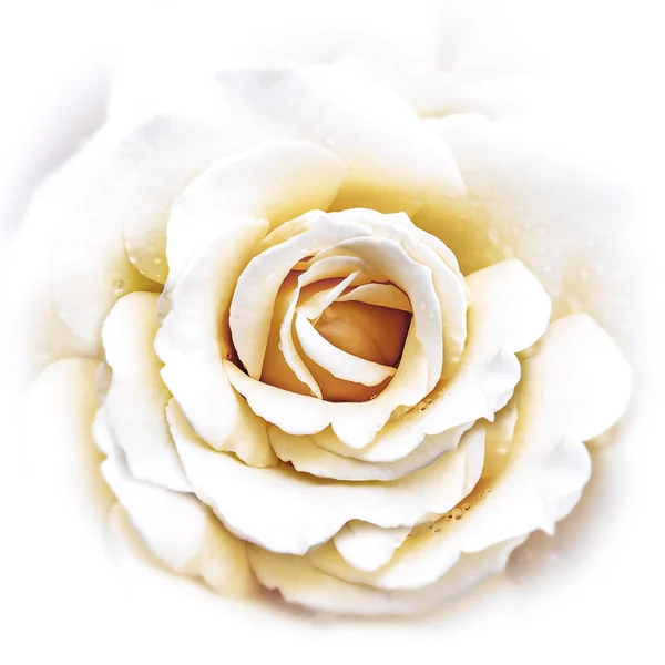 Liści Białej Róży — Zdjęcie stockowe