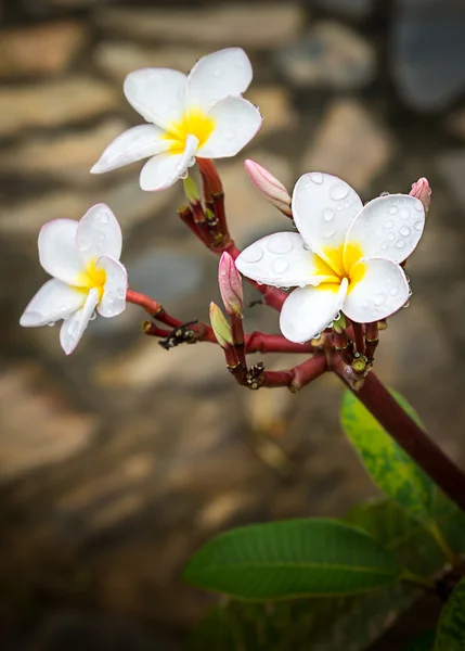 Flor de Frangipani — Fotografia de Stock