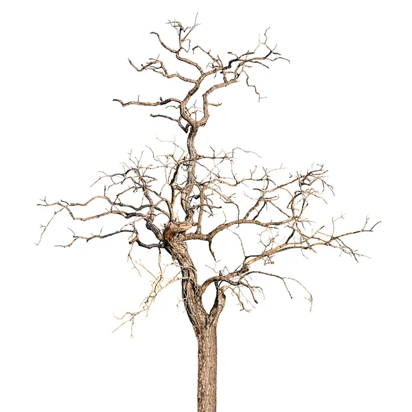 मृत पेड़ — स्टॉक फ़ोटो, इमेज