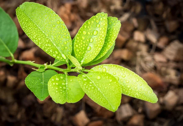 Dešťová kapka na zeleném listu — Stock fotografie