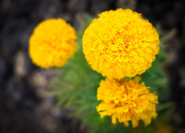 Flor de calêndula — Fotografia de Stock