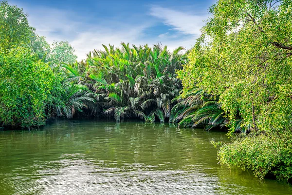 Mangrove Ormanı — Stok fotoğraf