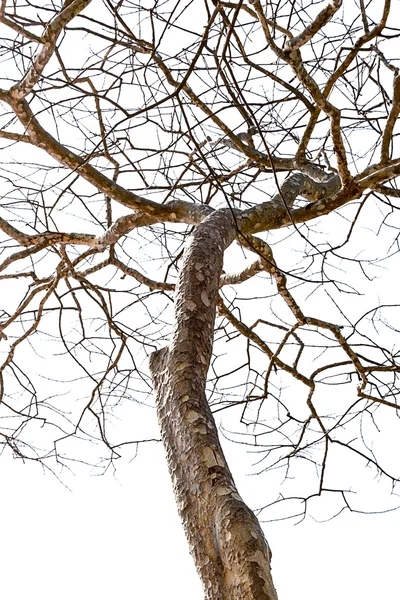 고립된 죽은 나무 — 스톡 사진
