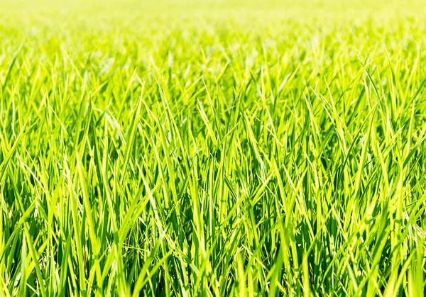 Fresh thick grass — Stock Photo, Image