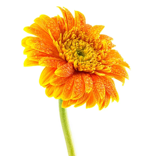 Цветок Герберы — стоковое фото