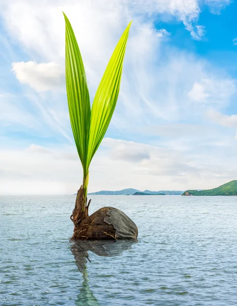 Coconut bud floating in the sea — Stock Photo, Image