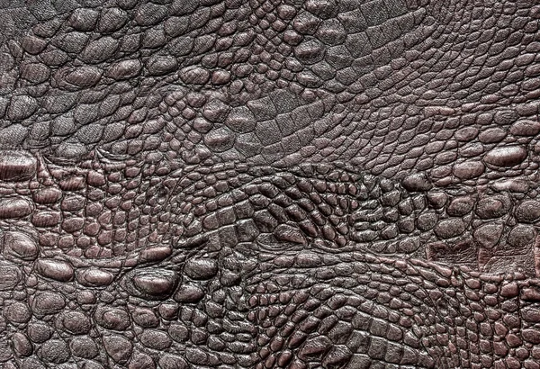 Crocodile cuir — Photo