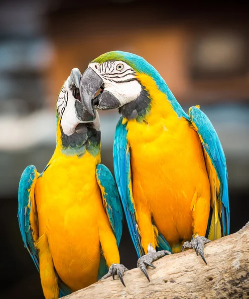 Blå och gul Macaw — Stockfoto