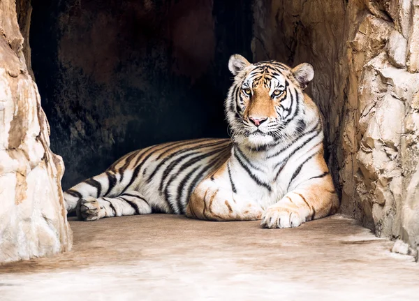 Тигр в печері — стокове фото