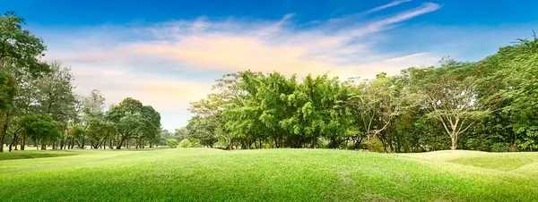 Árvore no campo de golfe — Fotografia de Stock