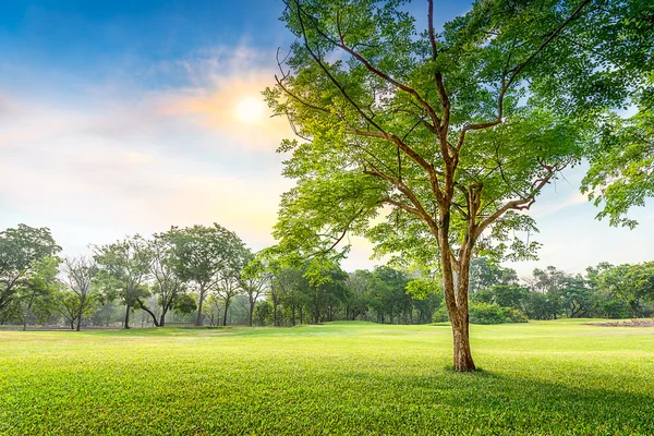 Albero nel prato — Foto Stock