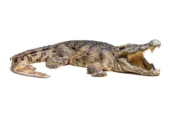Crocodilo isolado — Fotografia de Stock