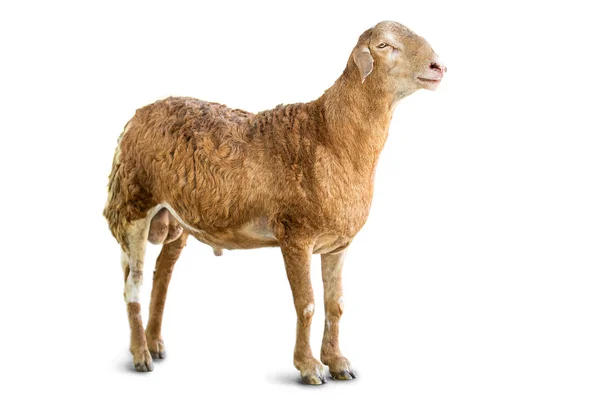 Овцы изолированные — стоковое фото
